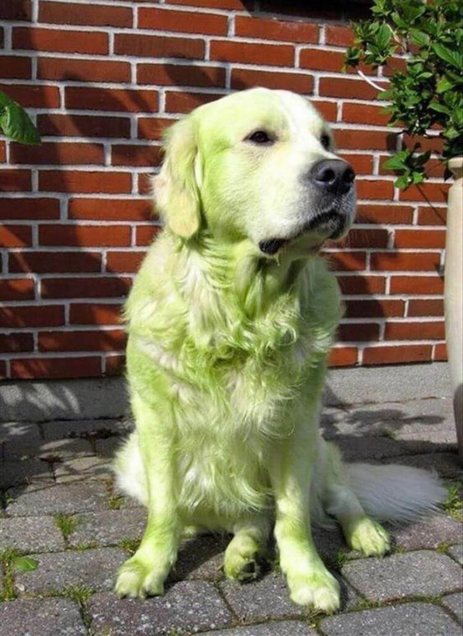 Dogs After Playing In Freshly Cut Grass