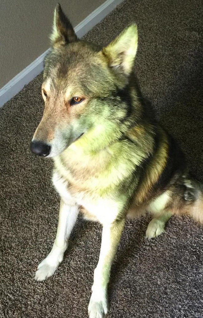 Dogs After Playing In Freshly Cut Grass