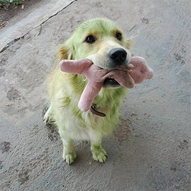 Dogs After Playing In Freshly Cut Grass