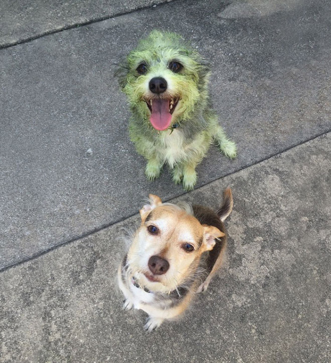 Dogs After Playing In Freshly Cut Grass