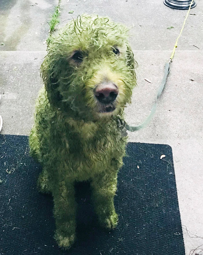 Dogs After Playing In Freshly Cut Grass
