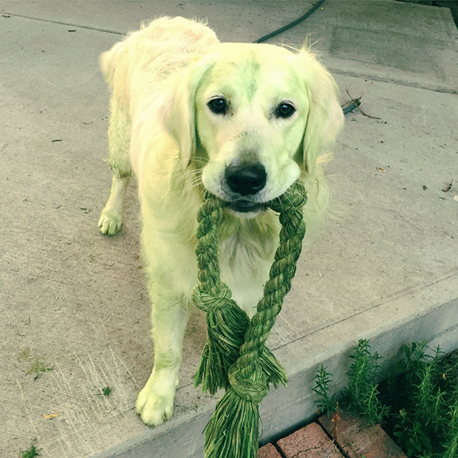 Dogs After Playing In Freshly Cut Grass