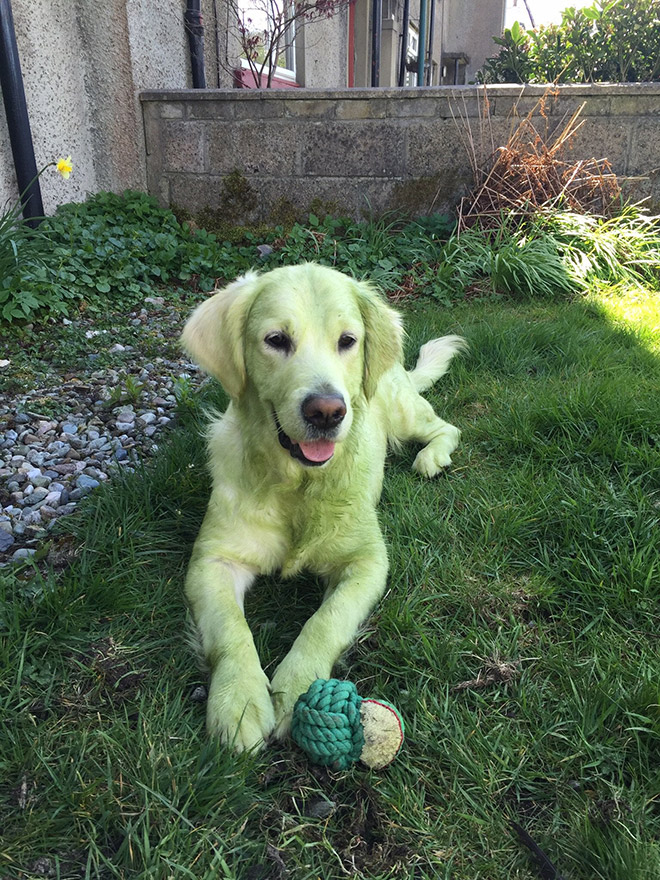 Dogs After Playing In Freshly Cut Grass