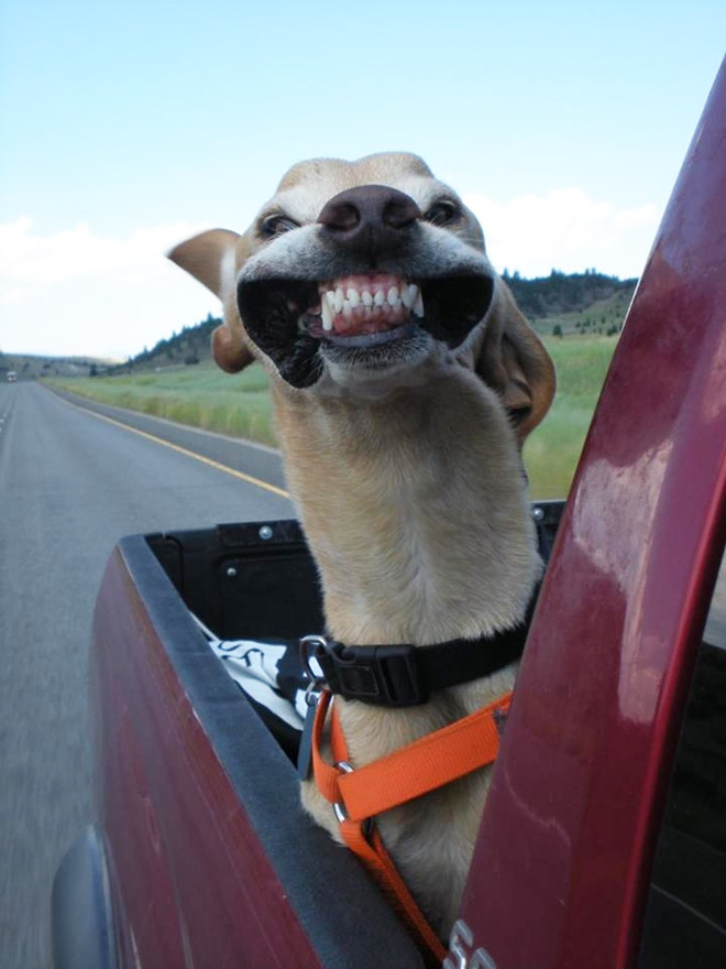 Dogs Enjoying Car Rides