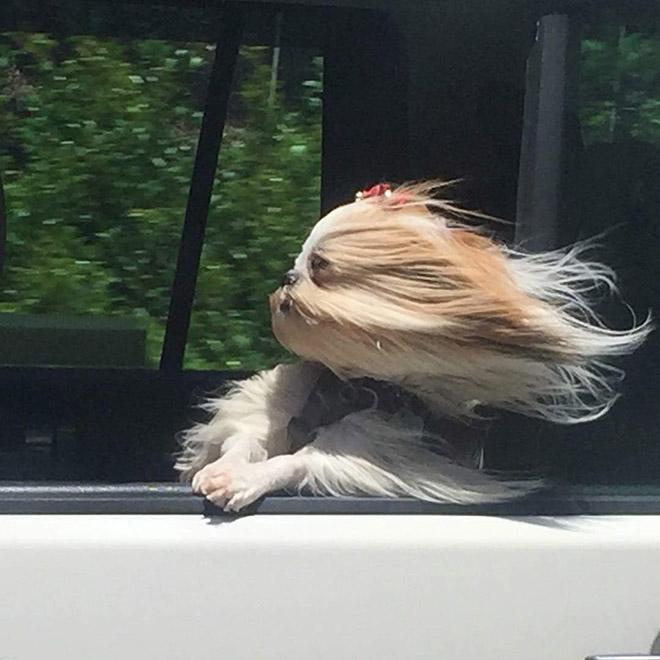 Dogs Enjoying Car Rides