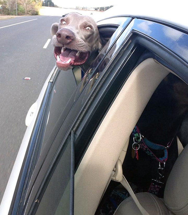 Dogs Enjoying Car Rides