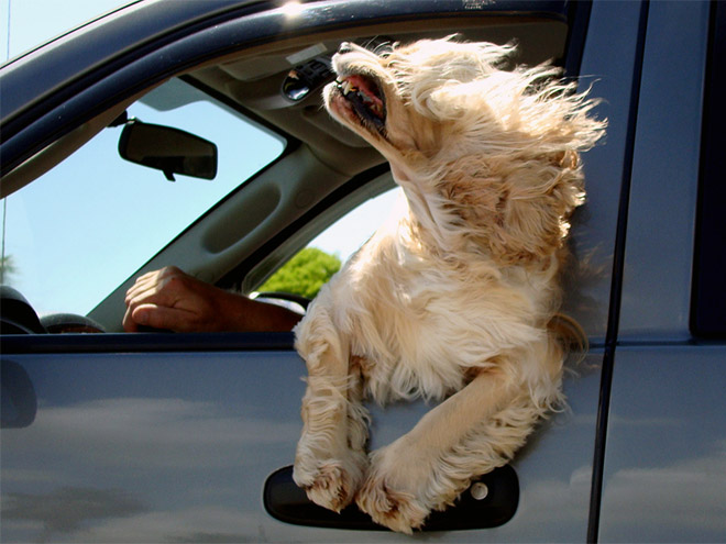 Dogs Enjoying Car Rides