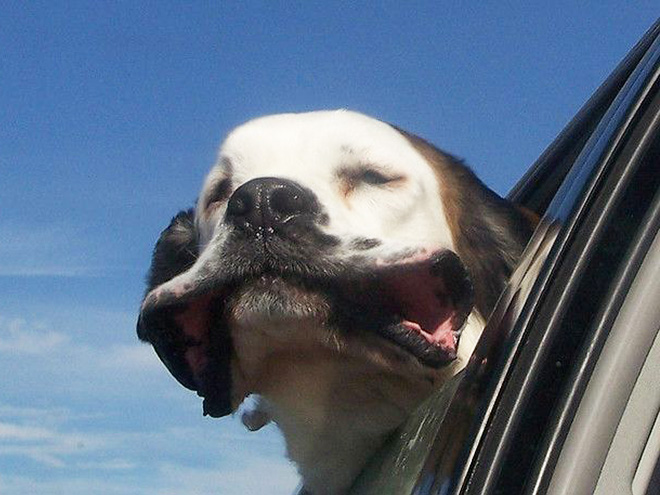 Dogs Enjoying Car Rides