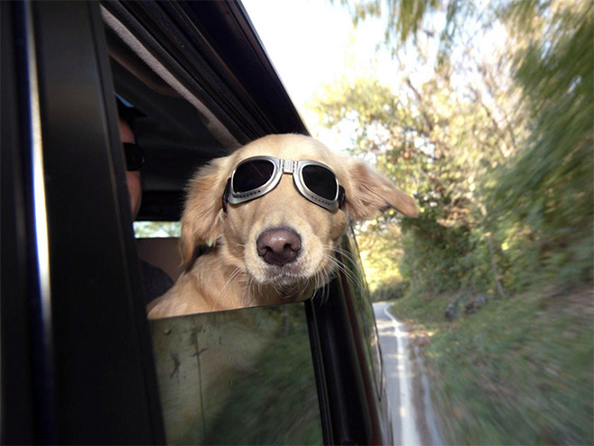 Dogs Enjoying Car Rides