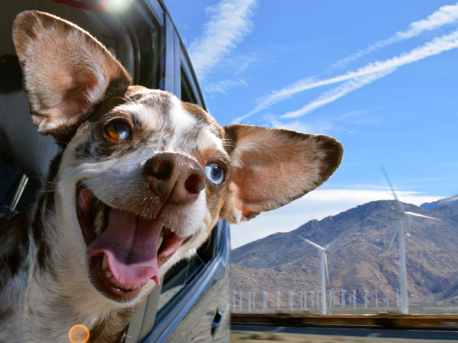 Dogs Enjoying Car Rides