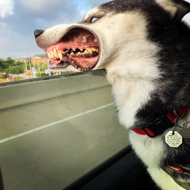 Dogs Enjoying Car Rides