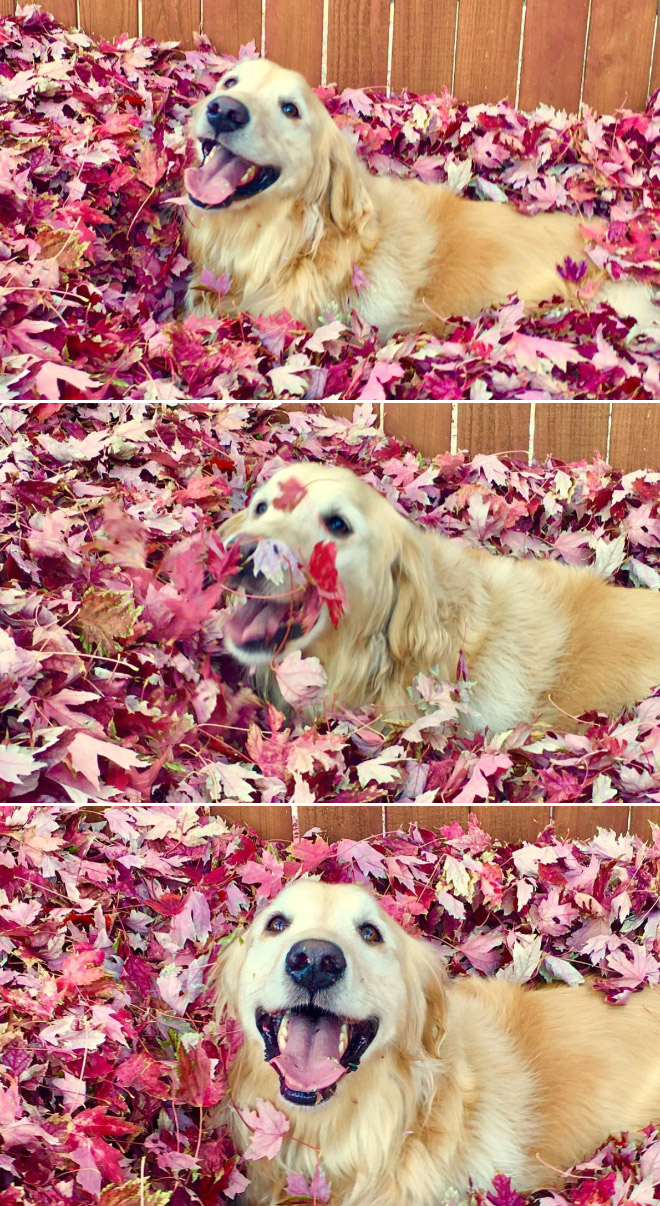 Dogs Hilariously Enjoying Autumn Leaves