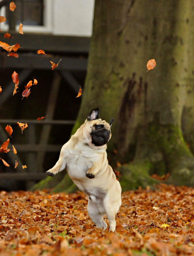Dogs Hilariously Enjoying Autumn Leaves