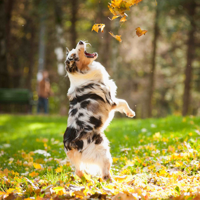 Dogs Hilariously Enjoying Autumn Leaves