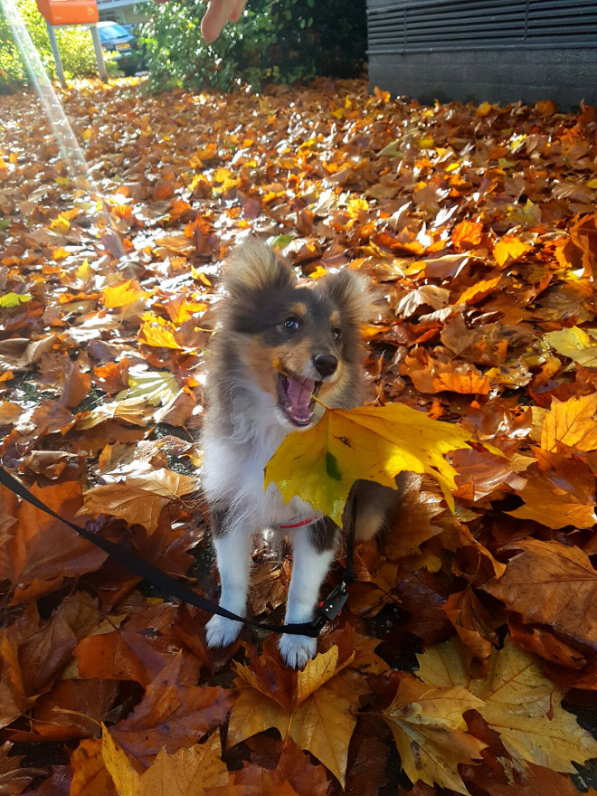 Dogs Hilariously Enjoying Autumn Leaves