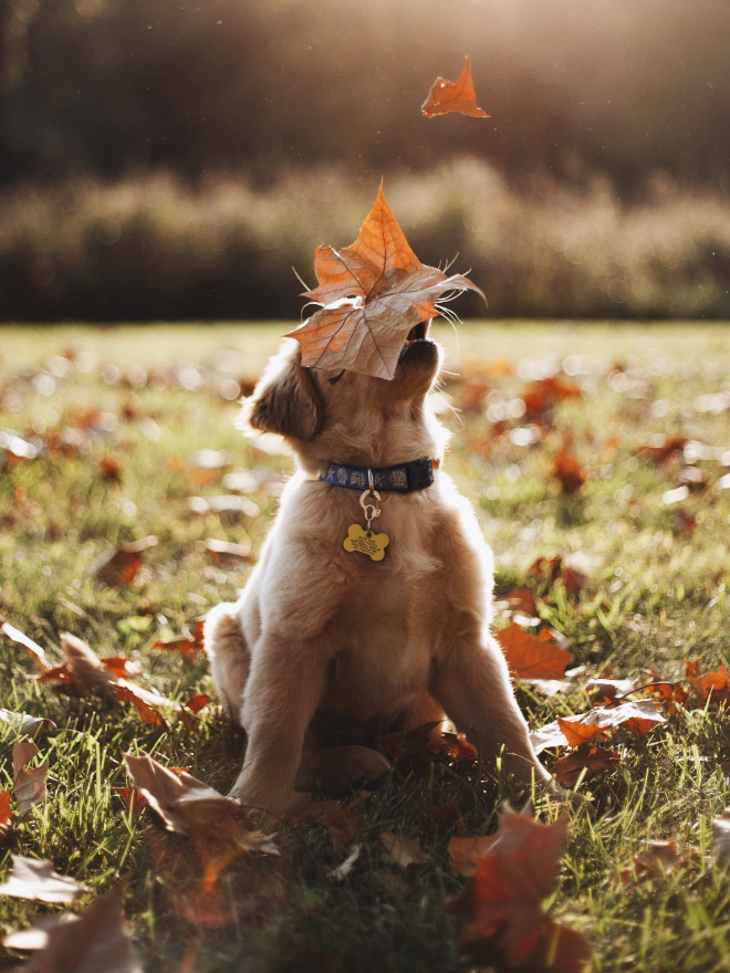 Dogs Hilariously Enjoying Autumn Leaves