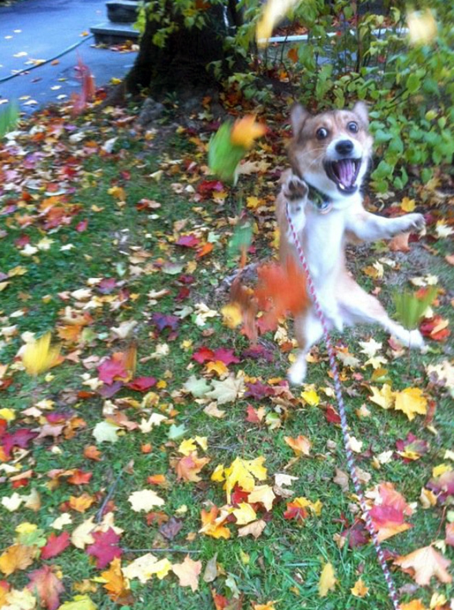 Dogs Hilariously Enjoying Autumn Leaves