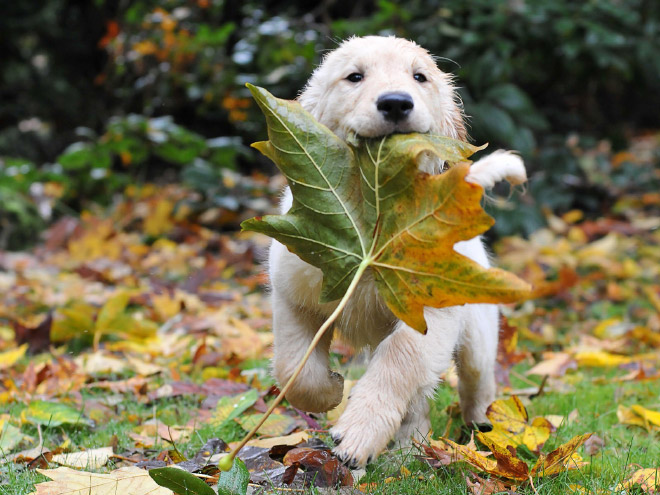 Dogs Hilariously Enjoying Autumn Leaves
