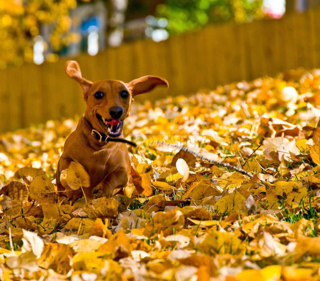 Dogs Hilariously Enjoying Autumn Leaves