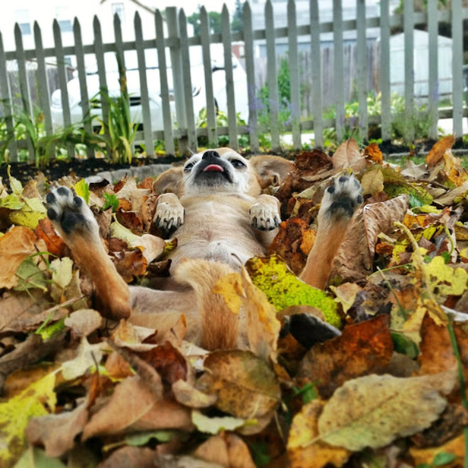 Dogs Hilariously Enjoying Autumn Leaves