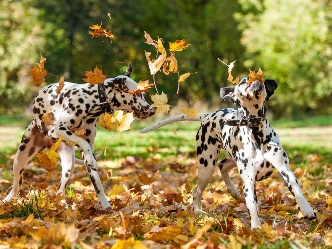 Dogs Hilariously Enjoying Autumn Leaves