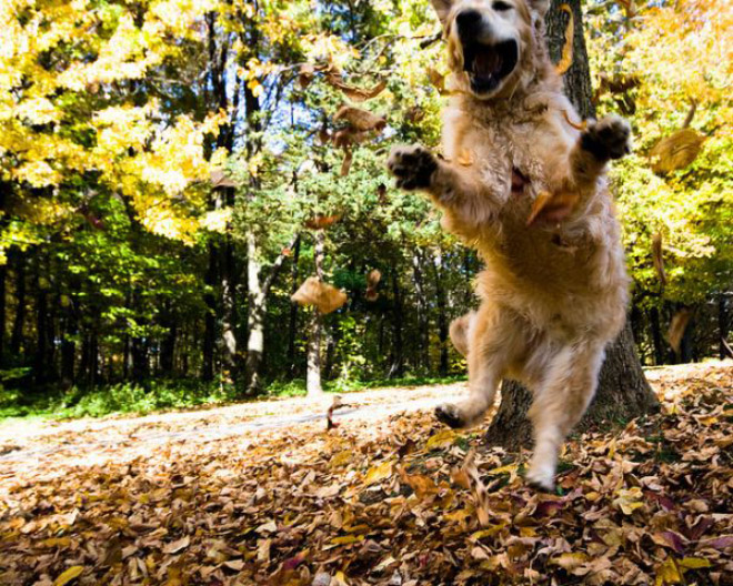 Dogs Hilariously Enjoying Autumn Leaves