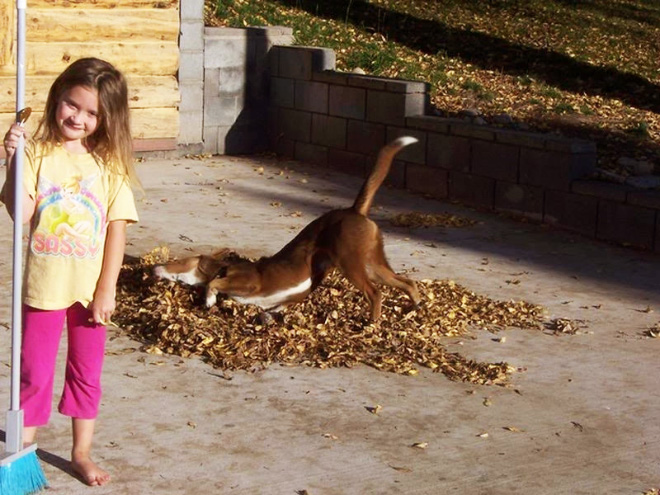 Dogs Hilariously Enjoying Autumn Leaves