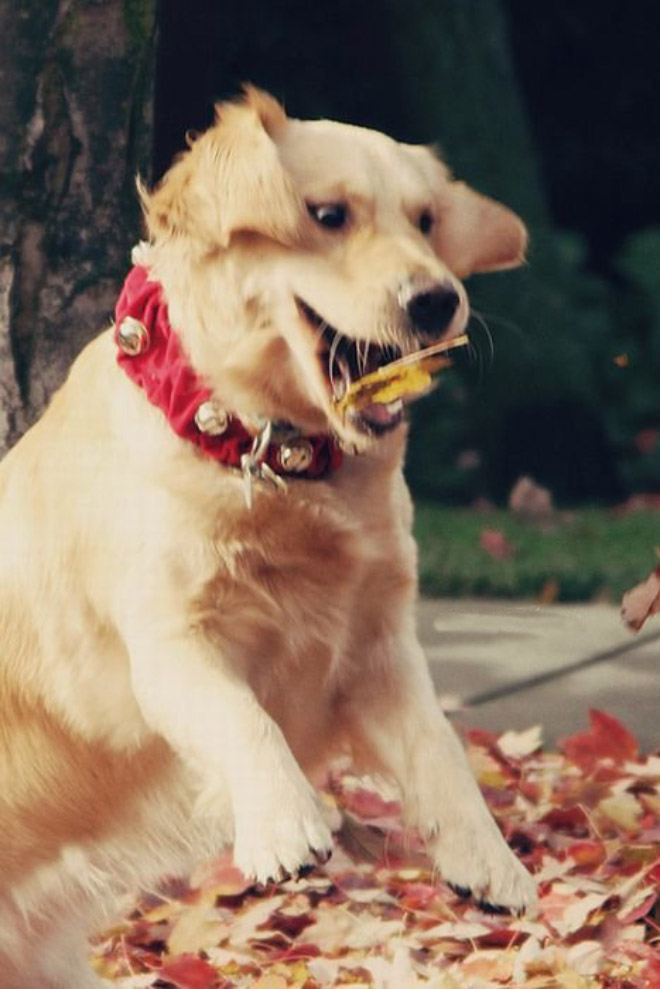 Dogs Hilariously Enjoying Autumn Leaves