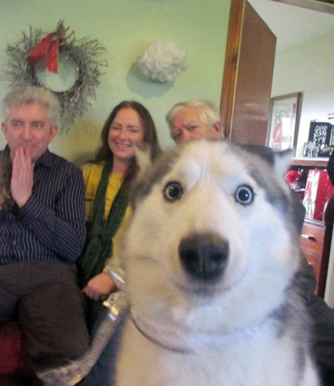 Dogs Hilariously Photobombing Perfect Shots