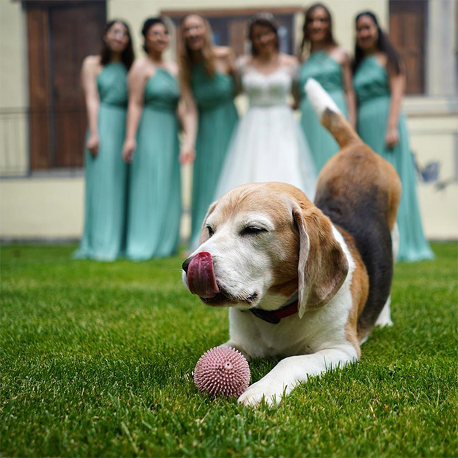 Dogs Hilariously Photobombing Perfect Shots