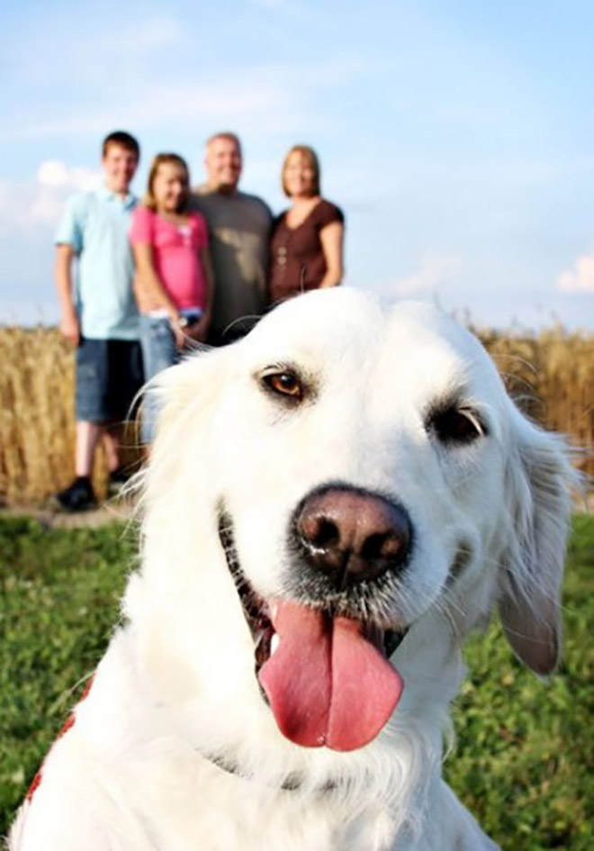 Dogs Hilariously Photobombing Perfect Shots