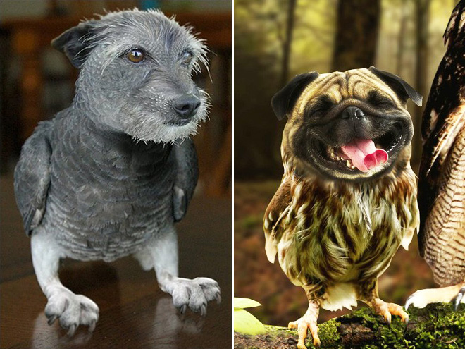 Dogs + Owls = Dowls