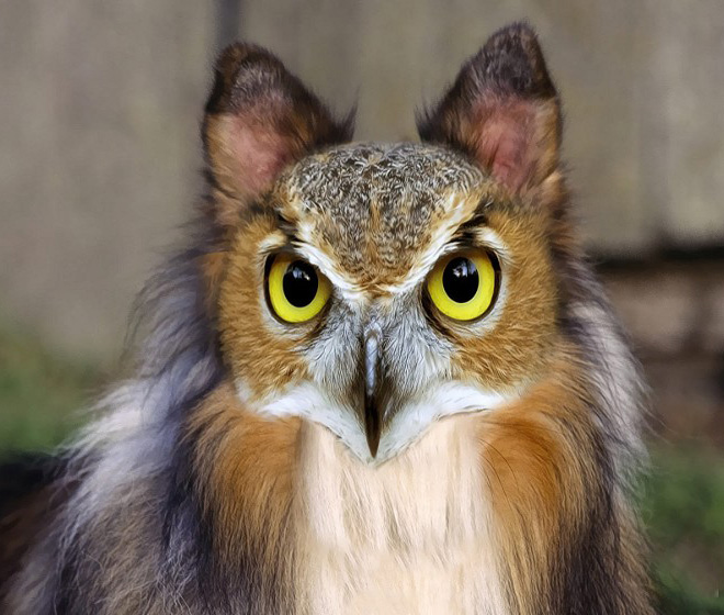 Dogs + Owls = Dowls