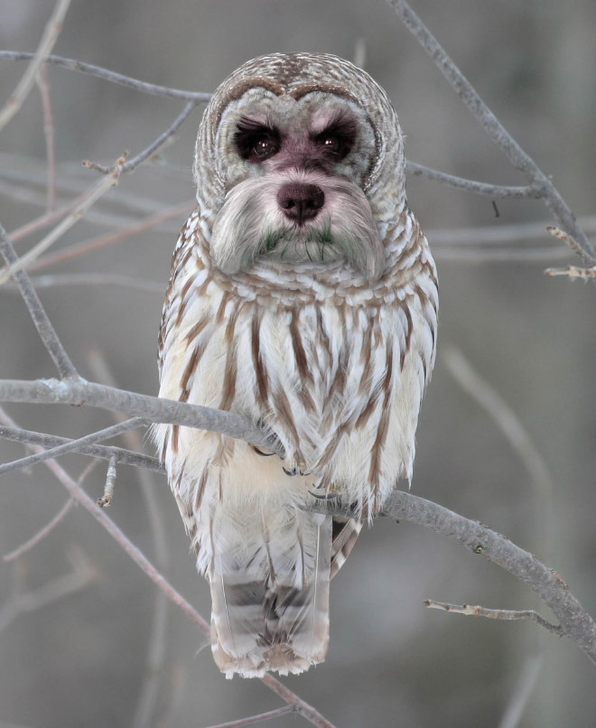 Dogs + Owls = Dowls