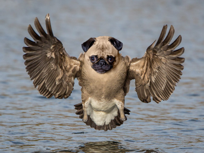 Dogs + Owls = Dowls