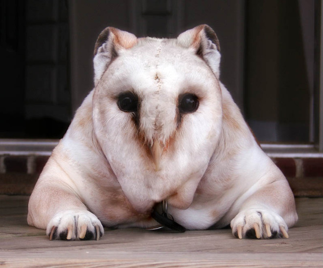 Dogs + Owls = Dowls