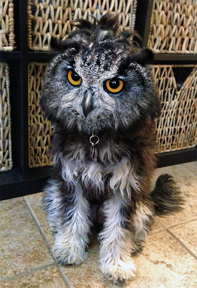 Dogs + Owls = Dowls