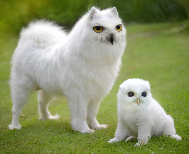 Dogs + Owls = Dowls