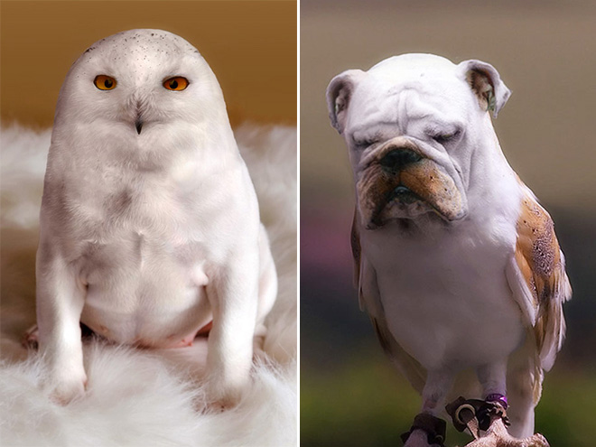 Dogs + Owls = Dowls