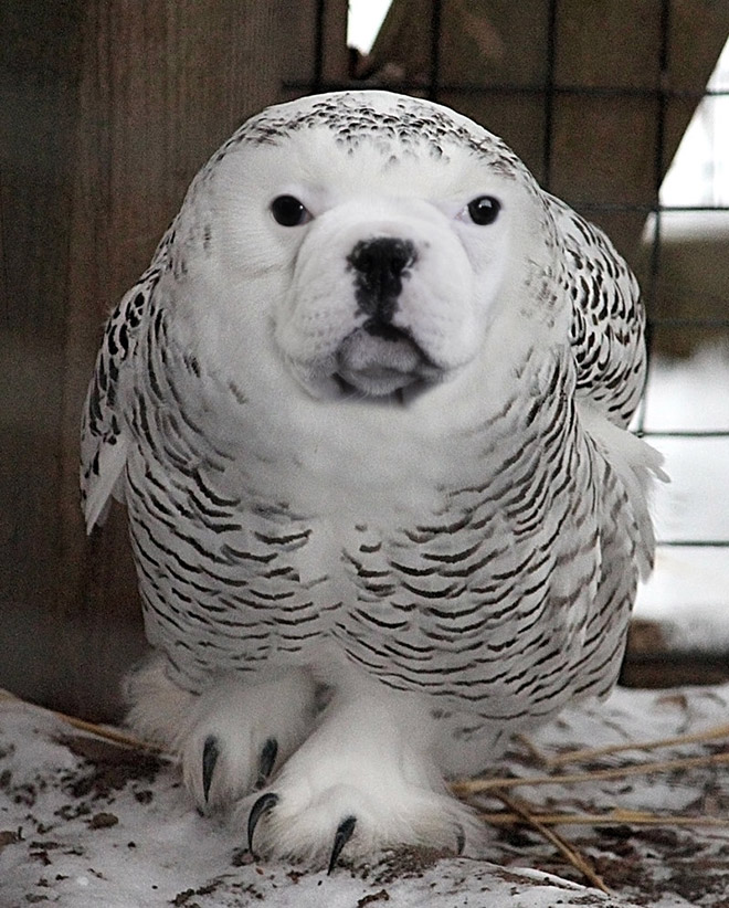 Dogs + Owls = Dowls