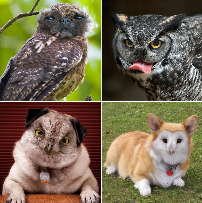 Dogs + Owls = Dowls