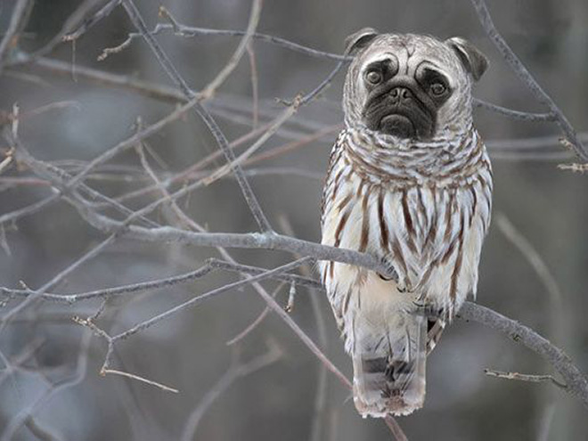 Dogs + Owls = Dowls