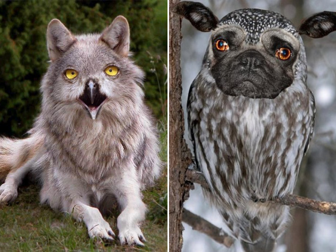 Dogs + Owls = Dowls