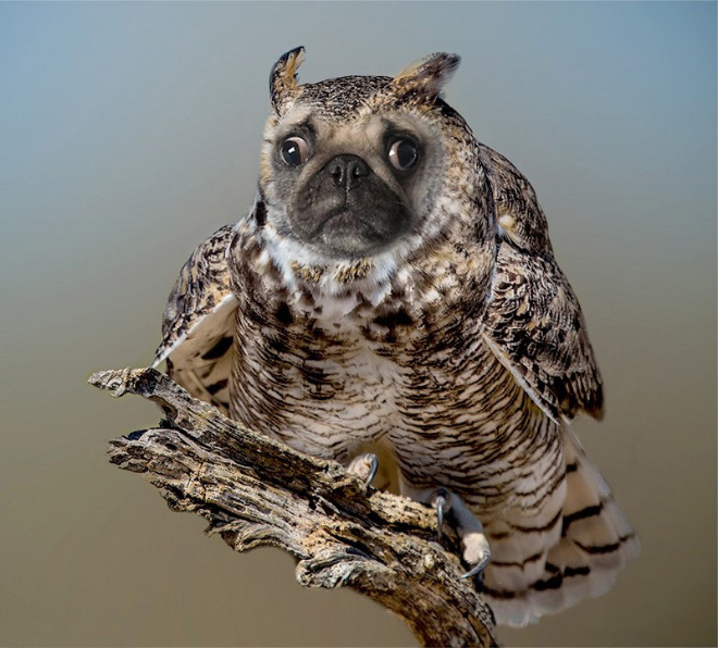 Dogs + Owls = Dowls