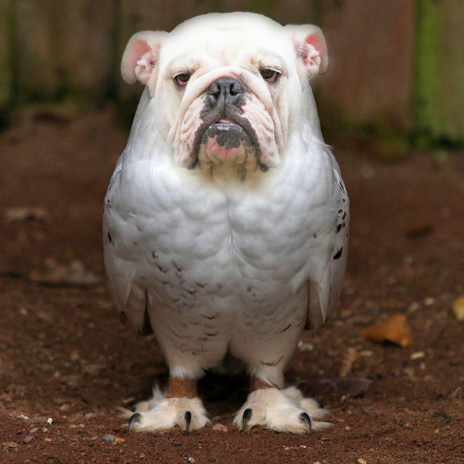 Dogs + Owls = Dowls