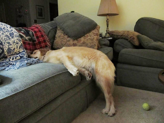 Dogs That Managed To Fall Asleep In Hilariously Awkward Positions