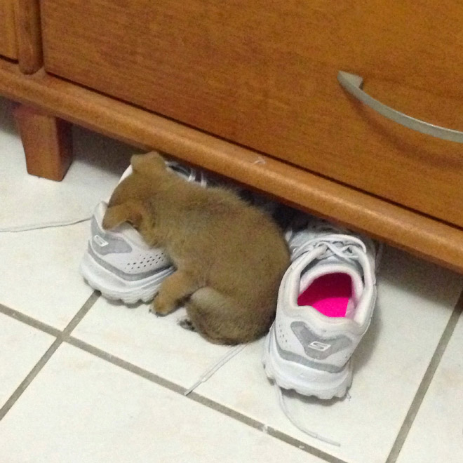 Dogs That Managed To Fall Asleep In Hilariously Awkward Positions