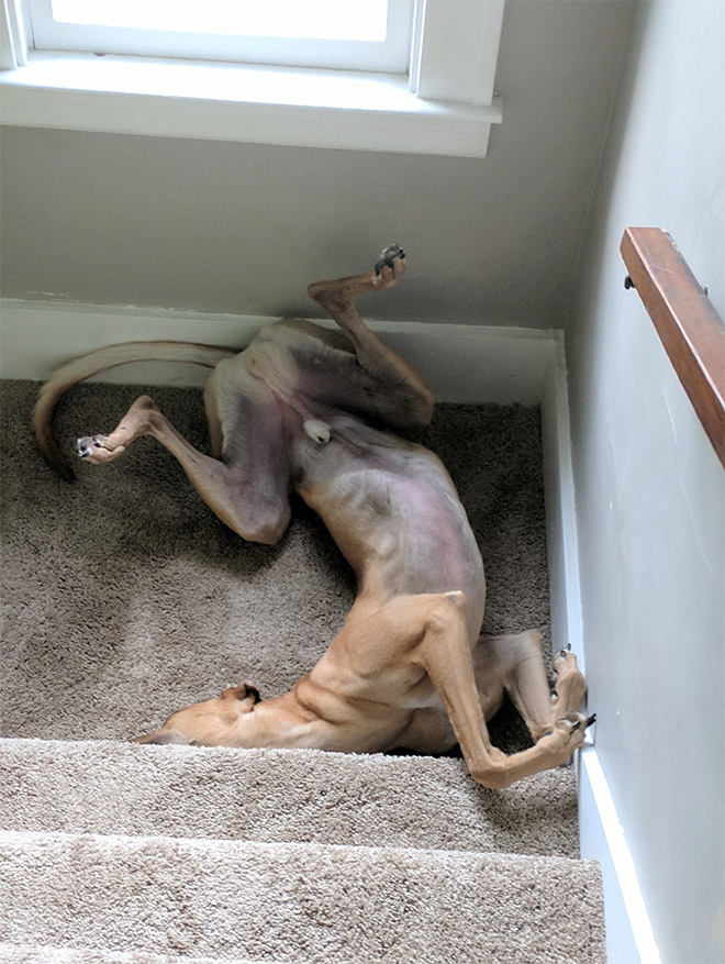 Dogs That Managed To Fall Asleep In Hilariously Awkward Positions