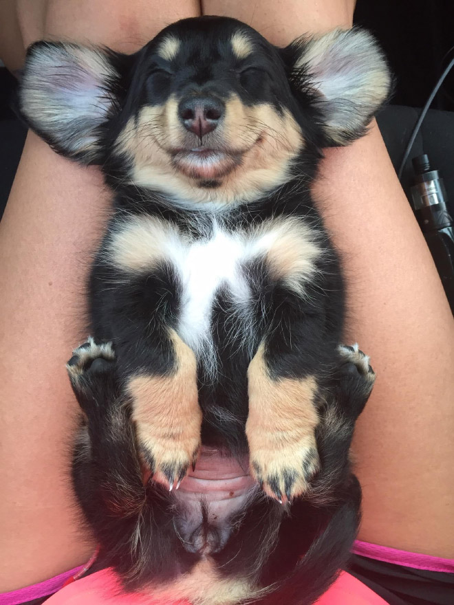 Dogs That Managed To Fall Asleep In Hilariously Awkward Positions