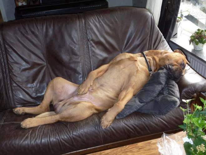 Dogs That Managed To Fall Asleep In Hilariously Awkward Positions